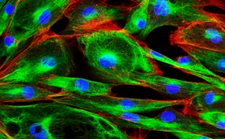 Fluorescence imaging system